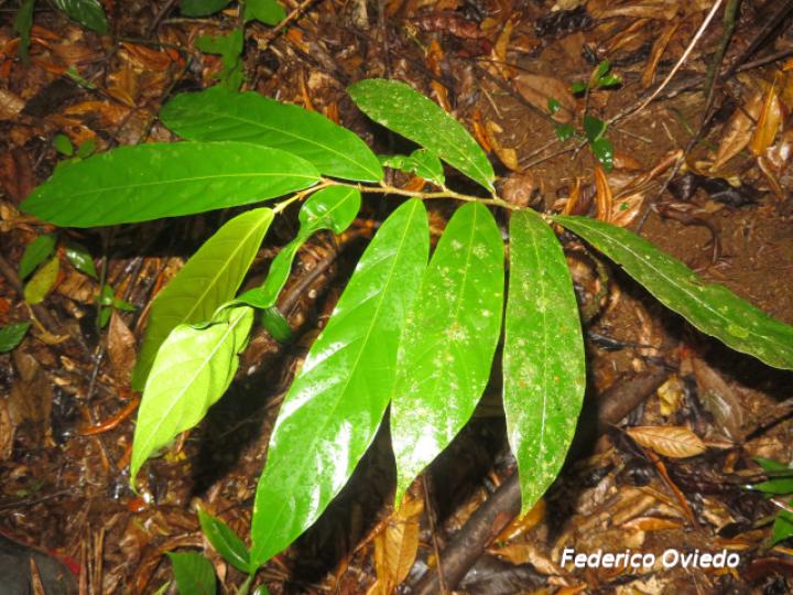 Moquilea platypus (Sonzapote, Zapote mechudo)