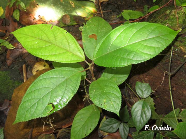 Myriocarpa longipes (Lija, guarumo macho)