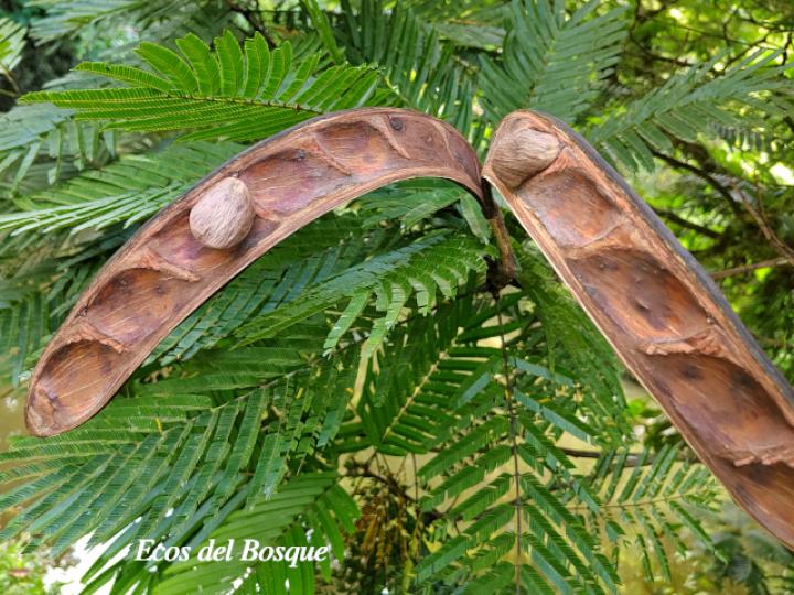 Pentaclethra macroloba (Gavilán o Quebracho)