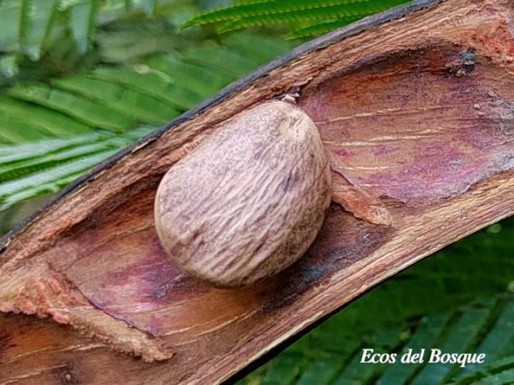 Pentaclethra macroloba (Gavilán o Quebracho)