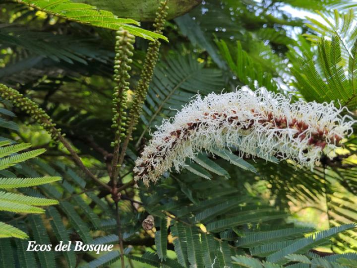 Pentaclethra macroloba (Gavilán o Quebracho)