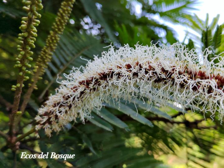 Pentaclethra macroloba (Gavilán o Quebracho)