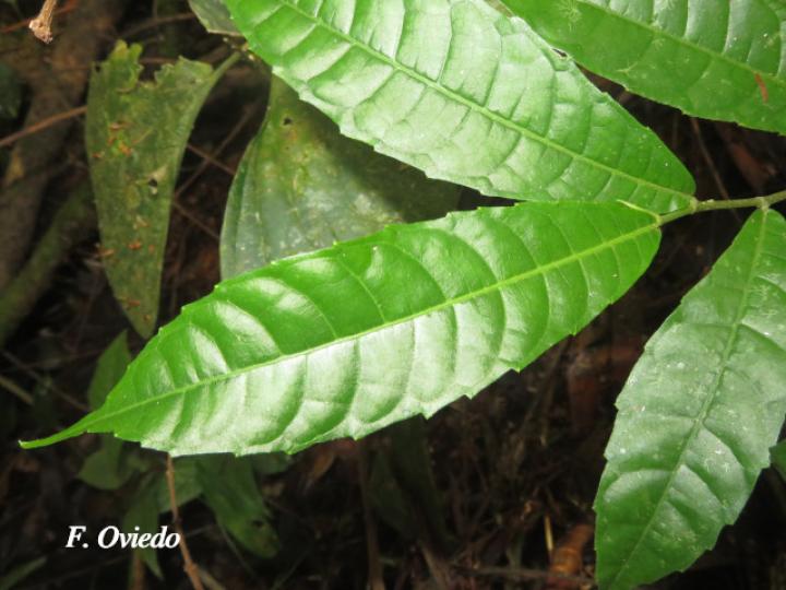 Pseudolmedia spuria (Guapinolillo)