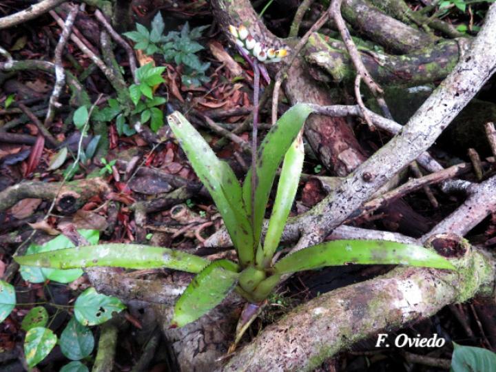 Aechmea angustifolia