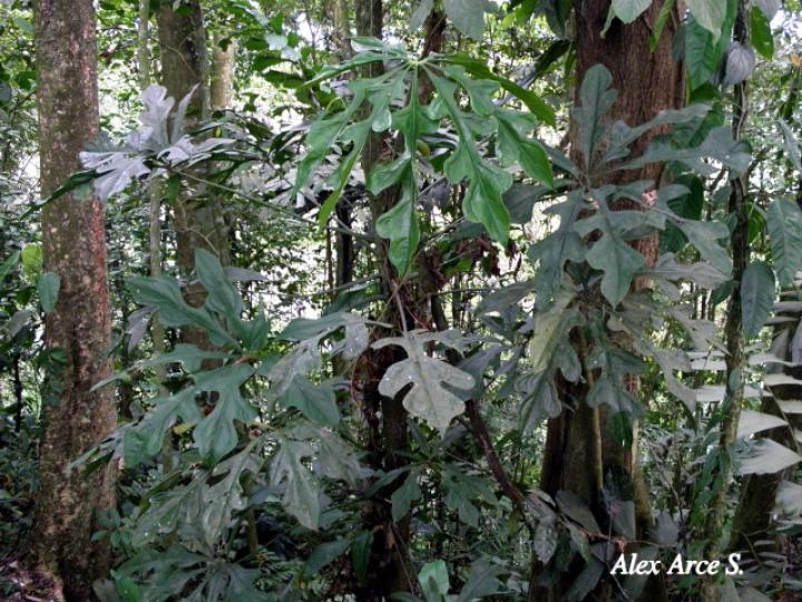 Anthurium clavigerum