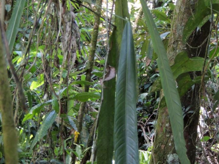 Anthurium spathiphyllum