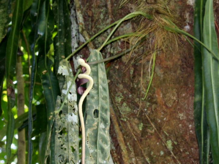 Anthurium wendlingeri