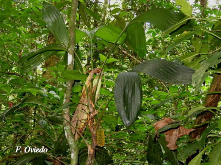 Asplundia utilis (Cola de gallo)