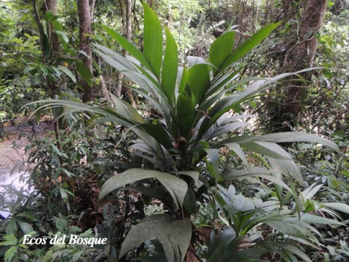 Calyptrogyne ghiesbreghtiana (Coligallo, suita)