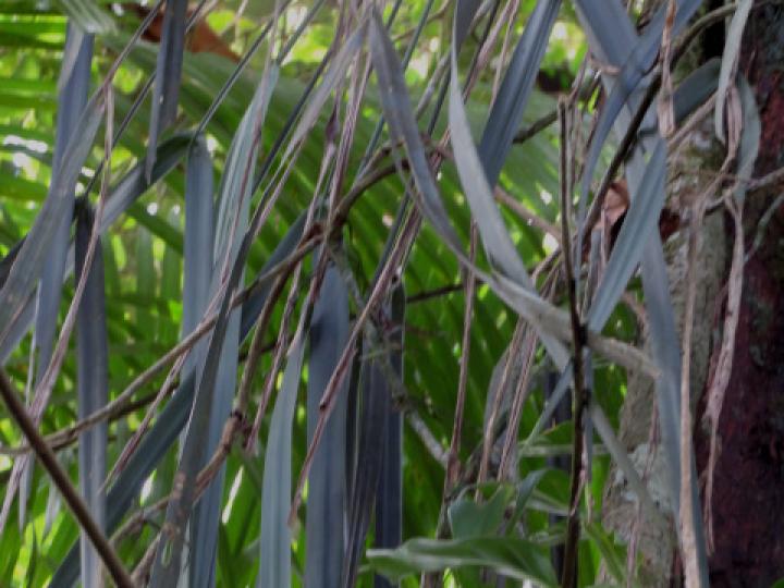 Chorigyne pendula