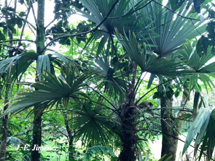 Cryosophila warscewiczii (Guágara)