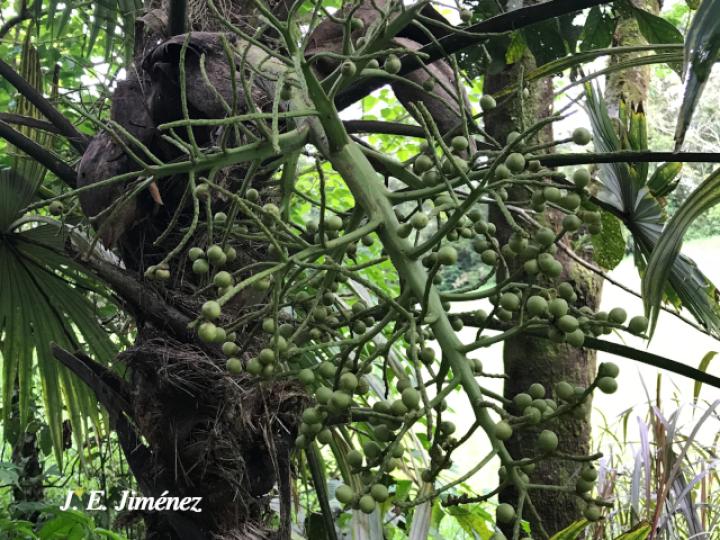 Cryosophila warscewiczii (Guágara)