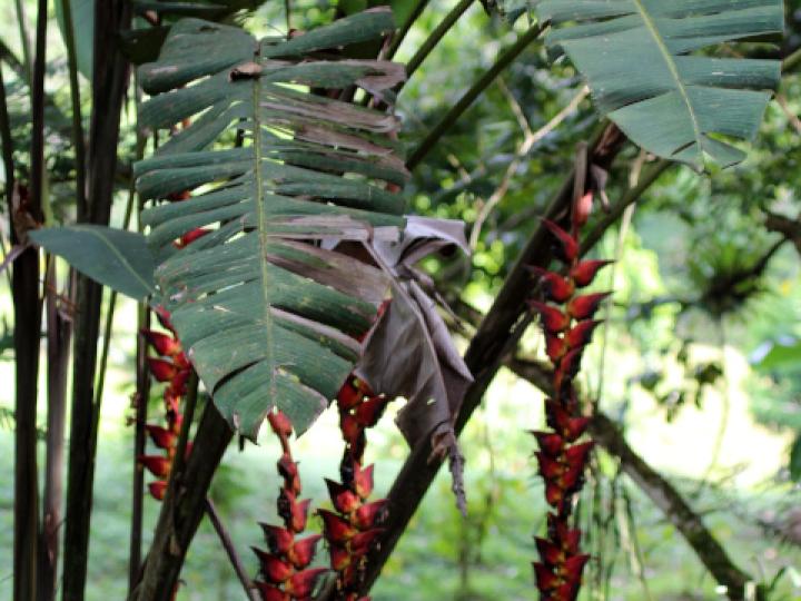 Heliconia pogonantha