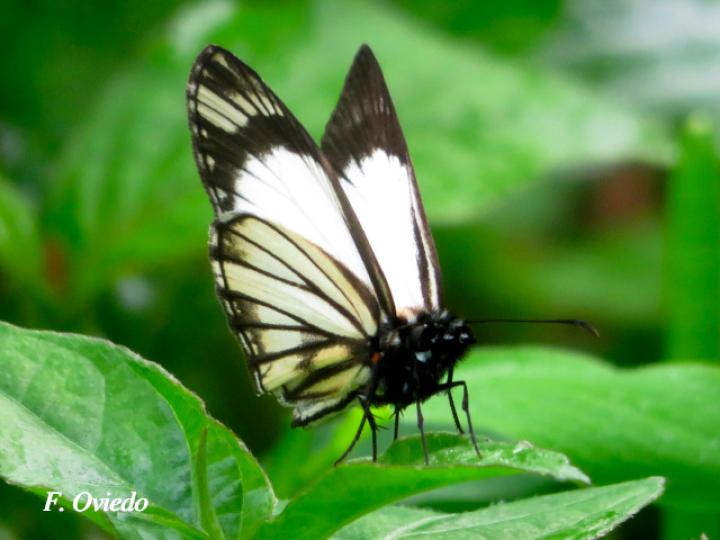 Heliopetes alana (Saltarina blanca con rayas negras)