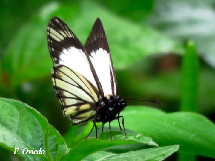 Heliopetes alana (Saltarina blanca con rayas negras)