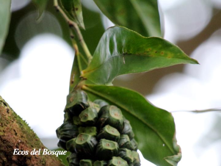 Heteropsis oblongifolia