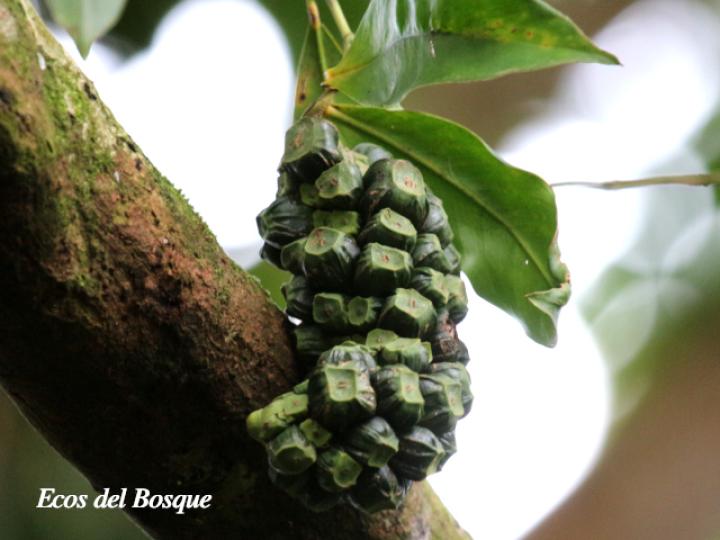 Heteropsis oblongifolia