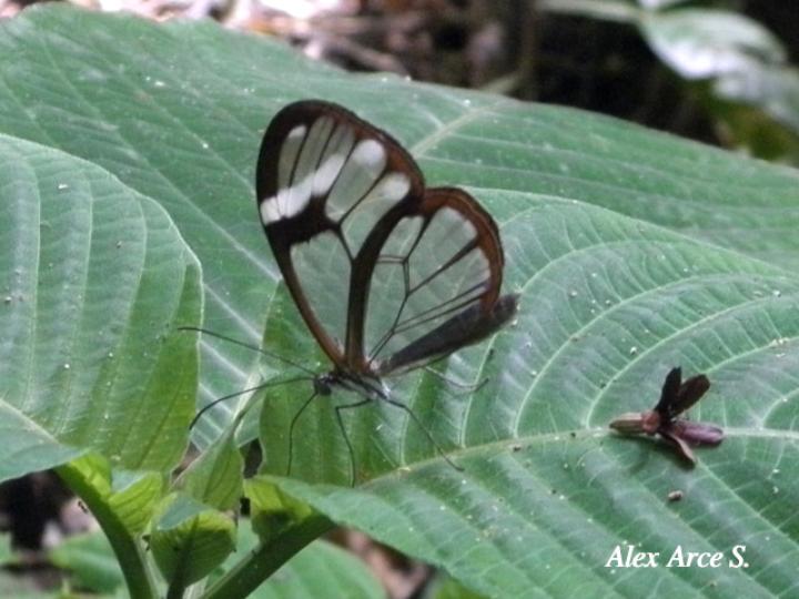 Heterosais edessa nephele