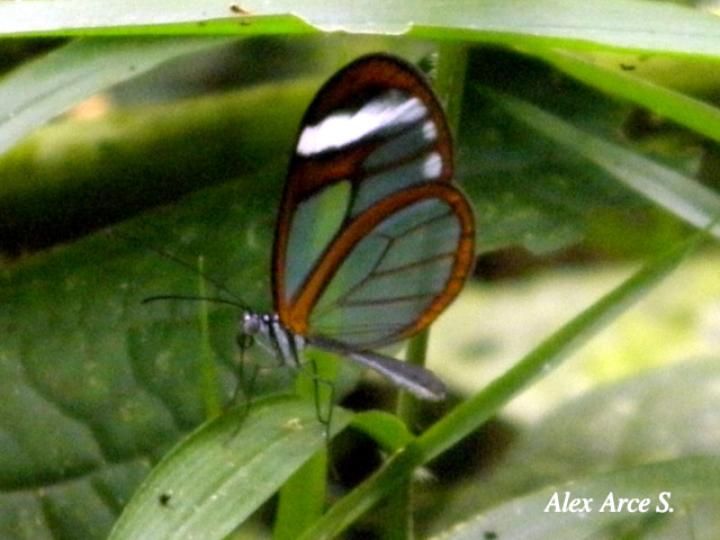 Heterosais edessa nephele