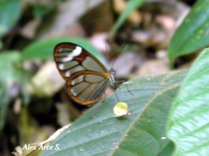 Heterosais edessa nephele