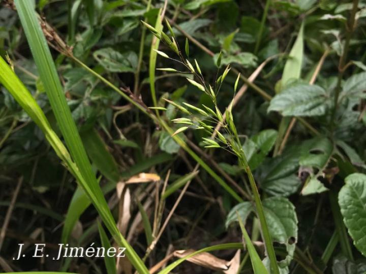 Homolepis aturensis