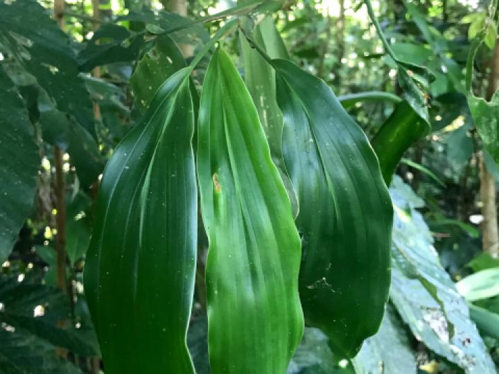 Ludovia integrifolia