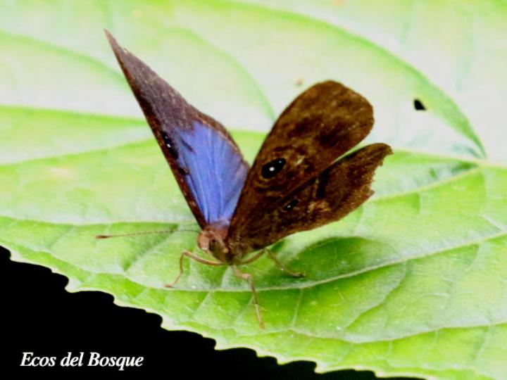 Mesosemia asa asa (Marca de metal ojos azul profundo)