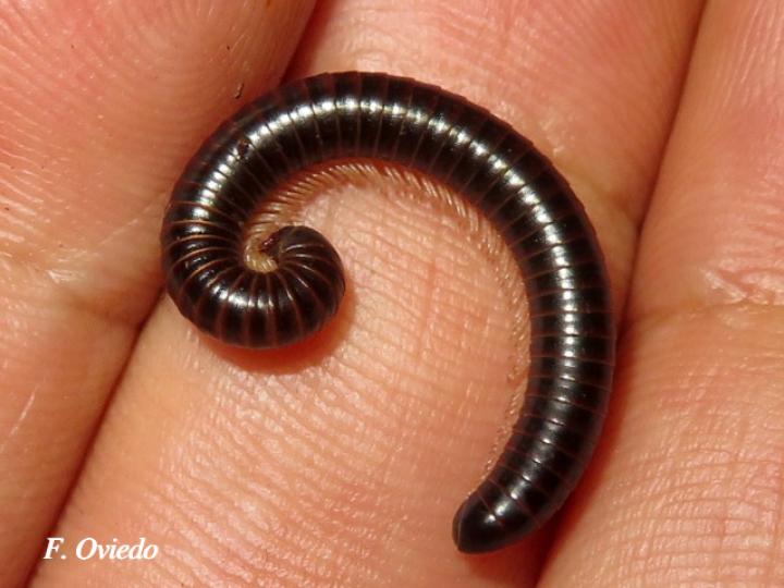 Ophyiulus pilosus (Milpies)