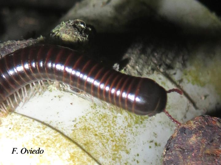 Ophyiulus pilosus (Milpies)