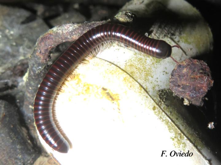 Ophyiulus pilosus (Milpies)