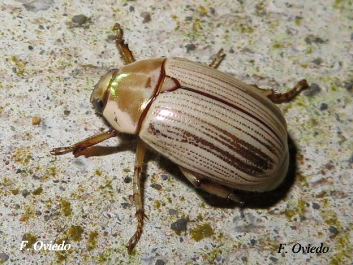 Pelidnota virescens