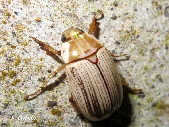 Pelidnota virescens
