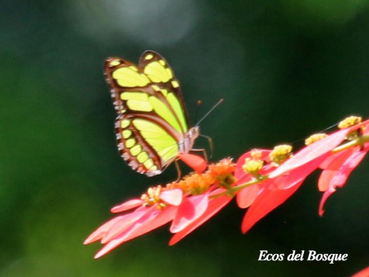 Philaethria diatonica