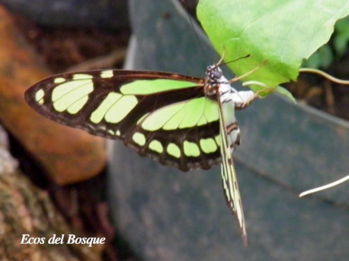 Philaethria diatonica