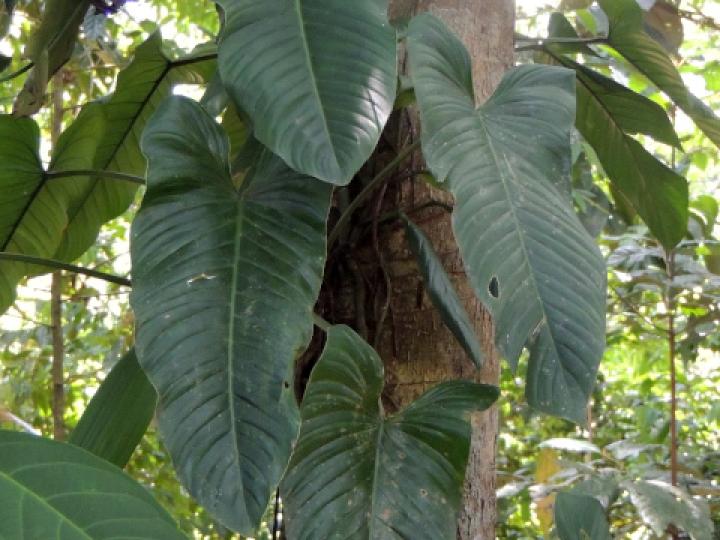 Philodendron jodavisianum