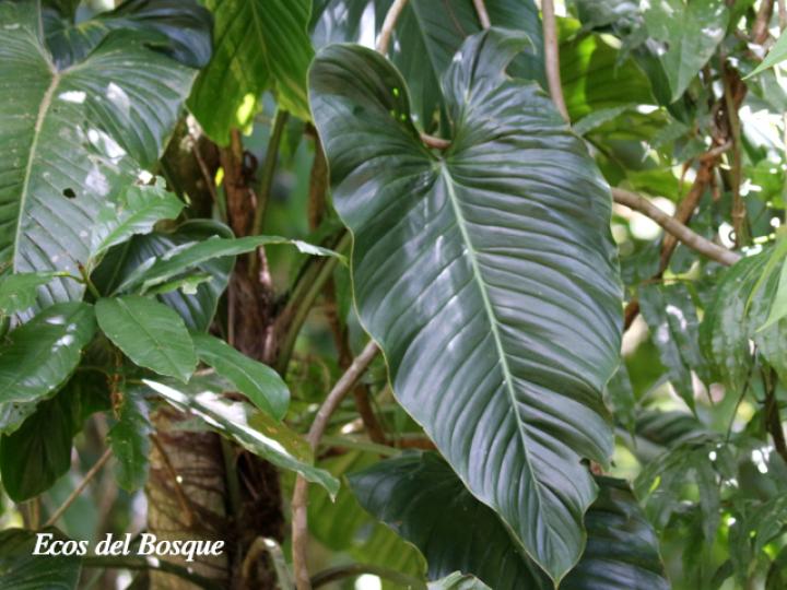 Philodendron jodavisianum