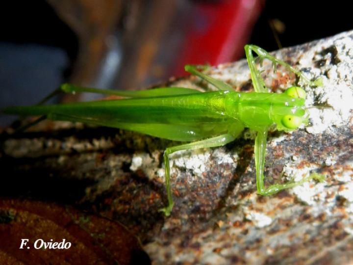 Phlugis sp Individuo2