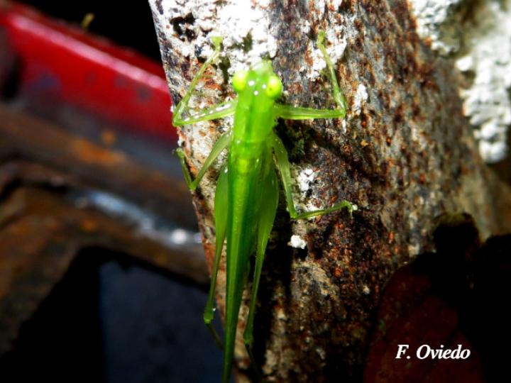 Phlugis sp Individuo2