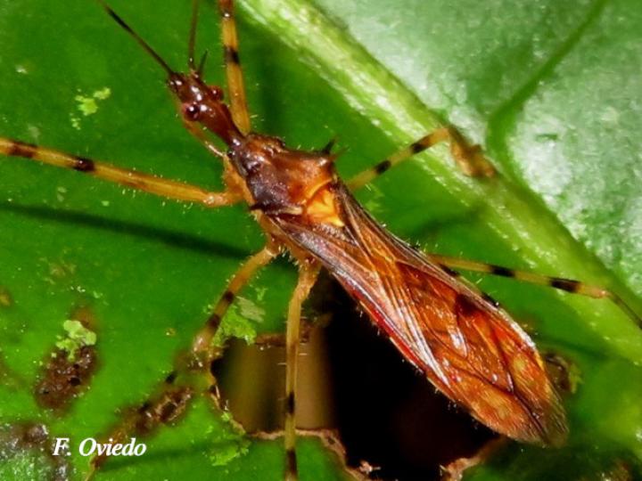 Repipta flavicans