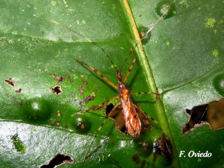 Repipta flavicans