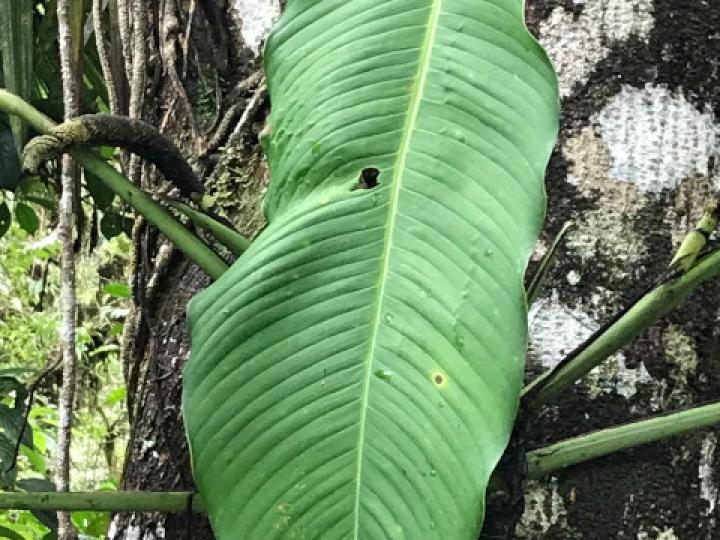 Rhodospatha wendlandii