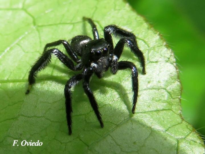 Especie salticidae 04 (Araña saltarina)
