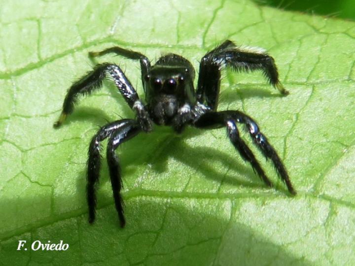 Especie salticidae 04 (Araña saltarina)