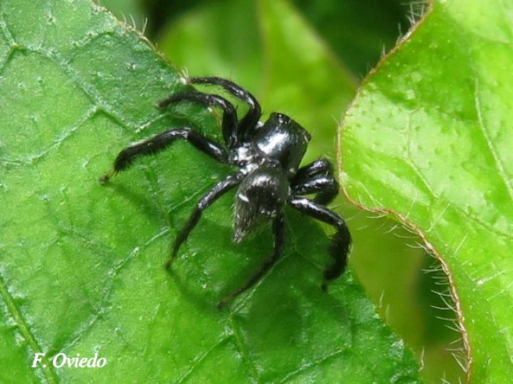 Especie salticidae 04 (Araña saltarina)