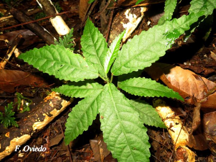 Acalypha apodanthes