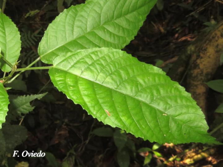 Acalypha apodanthes