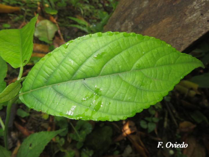 Acalypha diversifolia