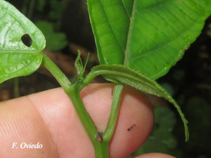 Acalypha diversifolia