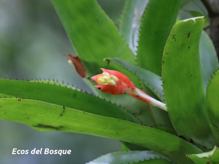 Aechmea nudicaulis