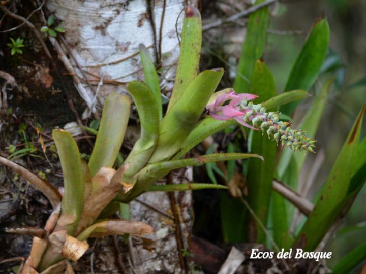 Aechmea nudicaulis
